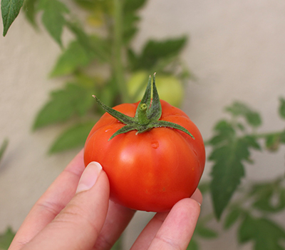 コンセプトイメージ